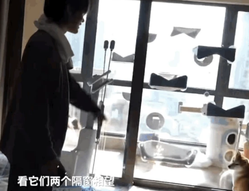 吃瓜：百万宠物博主宝剑嫂虐猫风波，受众到底是谁？_绅士次元