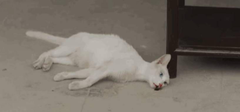 吃瓜：百万宠物博主宝剑嫂虐猫风波，受众到底是谁？_绅士次元