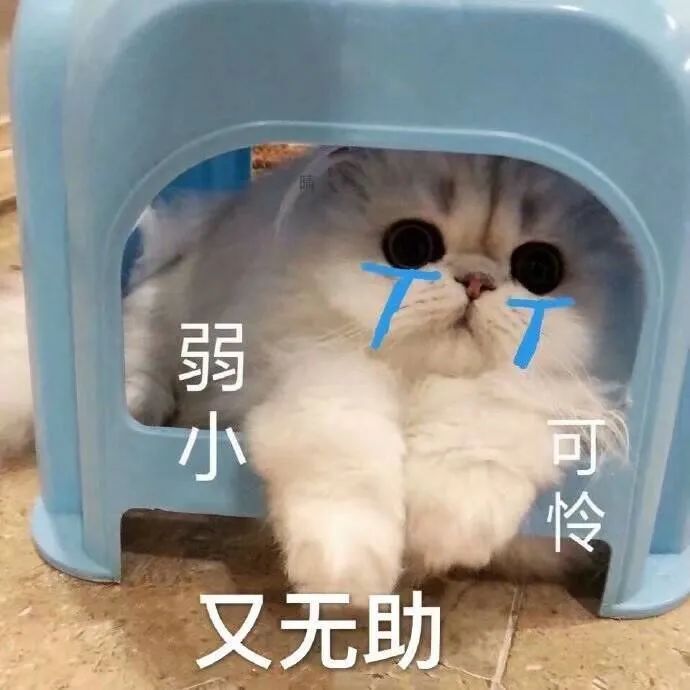 吃瓜：百万宠物博主宝剑嫂虐猫风波，受众到底是谁？_绅士次元