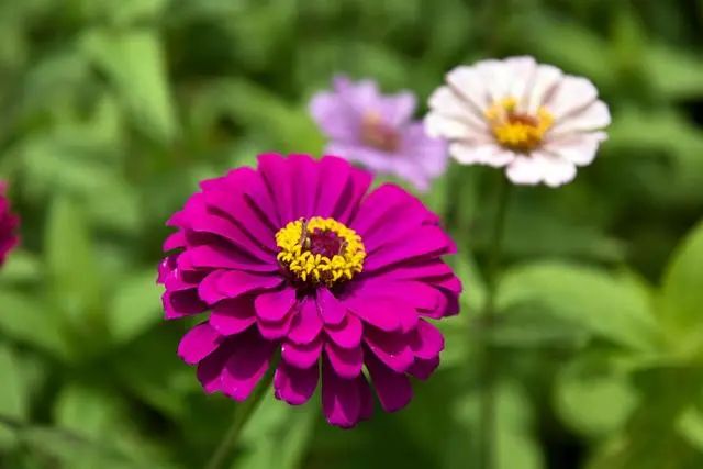 春季拍花、拍人像都能用的万能拍照技巧！_绅士次元