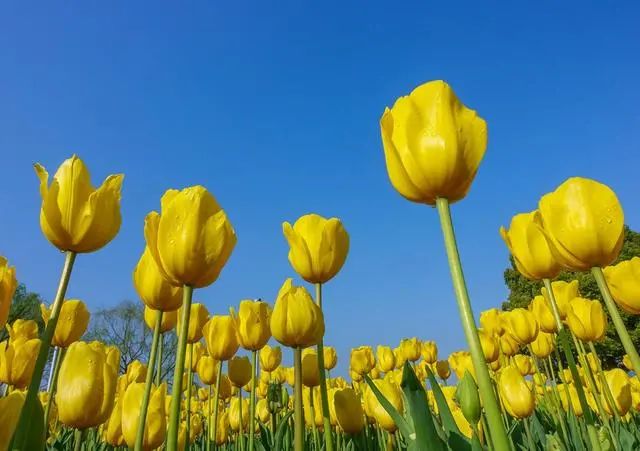 春季拍花、拍人像都能用的万能拍照技巧！_绅士次元