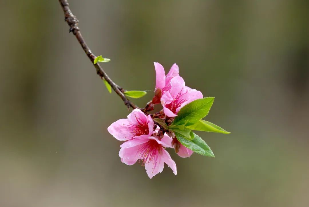 摄影技巧：如何拍好桃花图片？保姆级拍桃花技巧分享_绅士次元