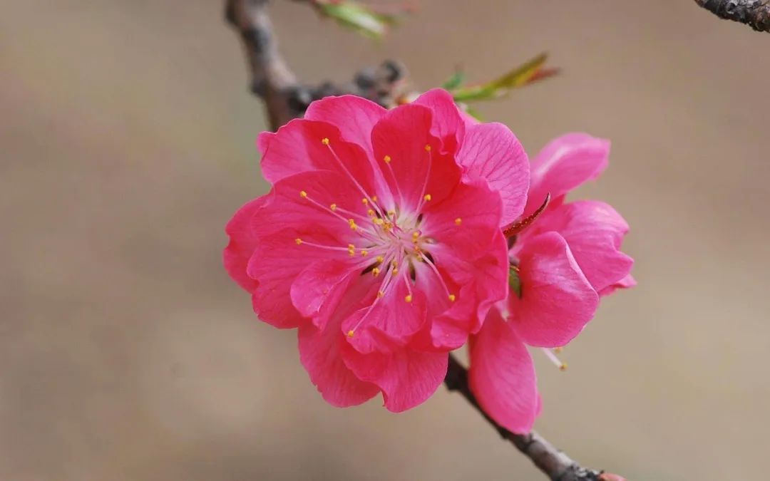 摄影技巧：如何拍好桃花图片？保姆级拍桃花技巧分享_绅士次元