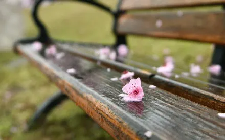 摄影技巧：如何拍好桃花图片？保姆级拍桃花技巧分享_绅士次元