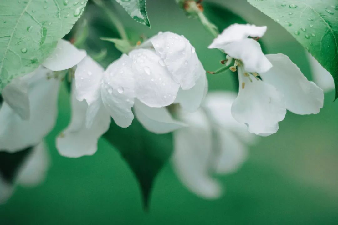 下雨天怎么拍才美？5个春雨的拍摄技巧！_绅士次元
