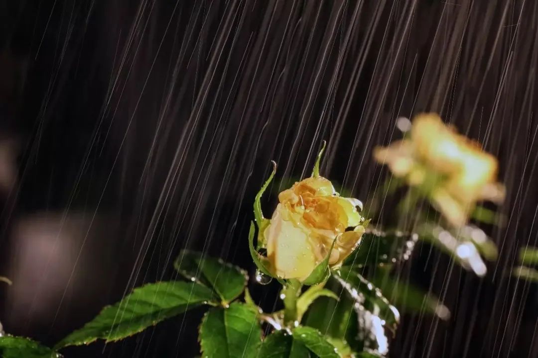 下雨天怎么拍才美？5个春雨的拍摄技巧！_绅士次元