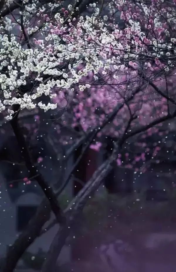 下雨天怎么拍才美？5个春雨的拍摄技巧！_绅士次元