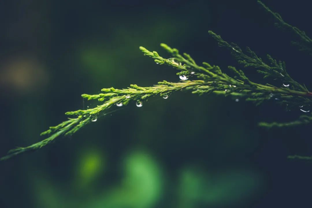 下雨天怎么拍才美？5个春雨的拍摄技巧！_绅士次元