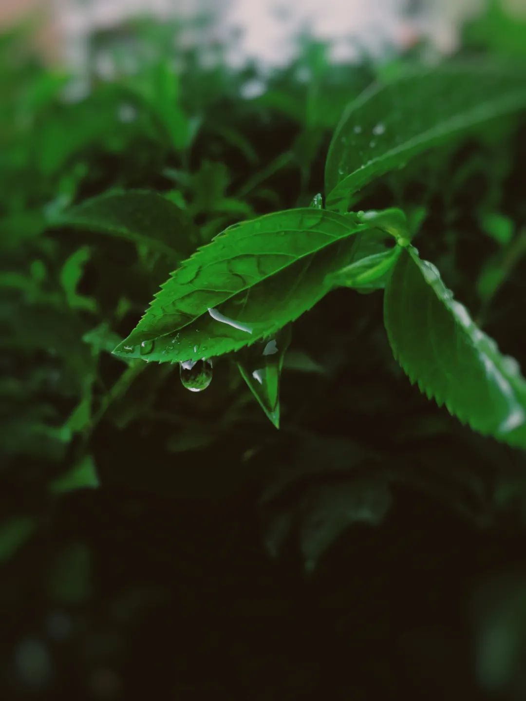 下雨天怎么拍才美？5个春雨的拍摄技巧！_绅士次元