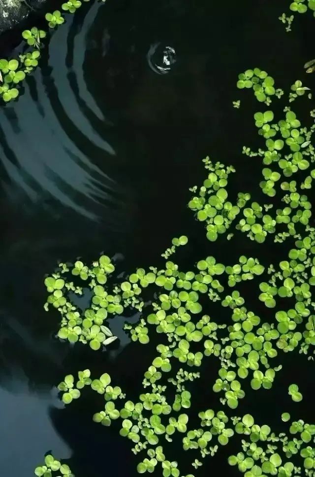下雨天怎么拍才美？5个春雨的拍摄技巧！_绅士次元