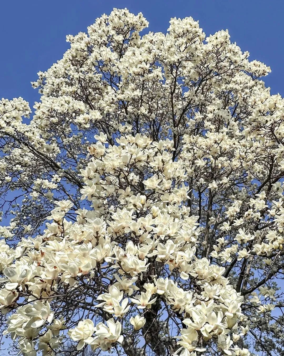 玉兰花你会用手机拍吗，6个玉兰花摄影技巧，帮你拍美玉兰花_绅士次元