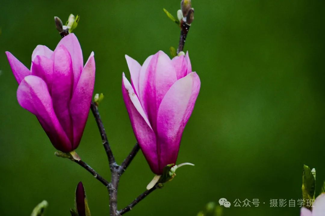 玉兰花你会用手机拍吗，6个玉兰花摄影技巧，帮你拍美玉兰花_绅士次元