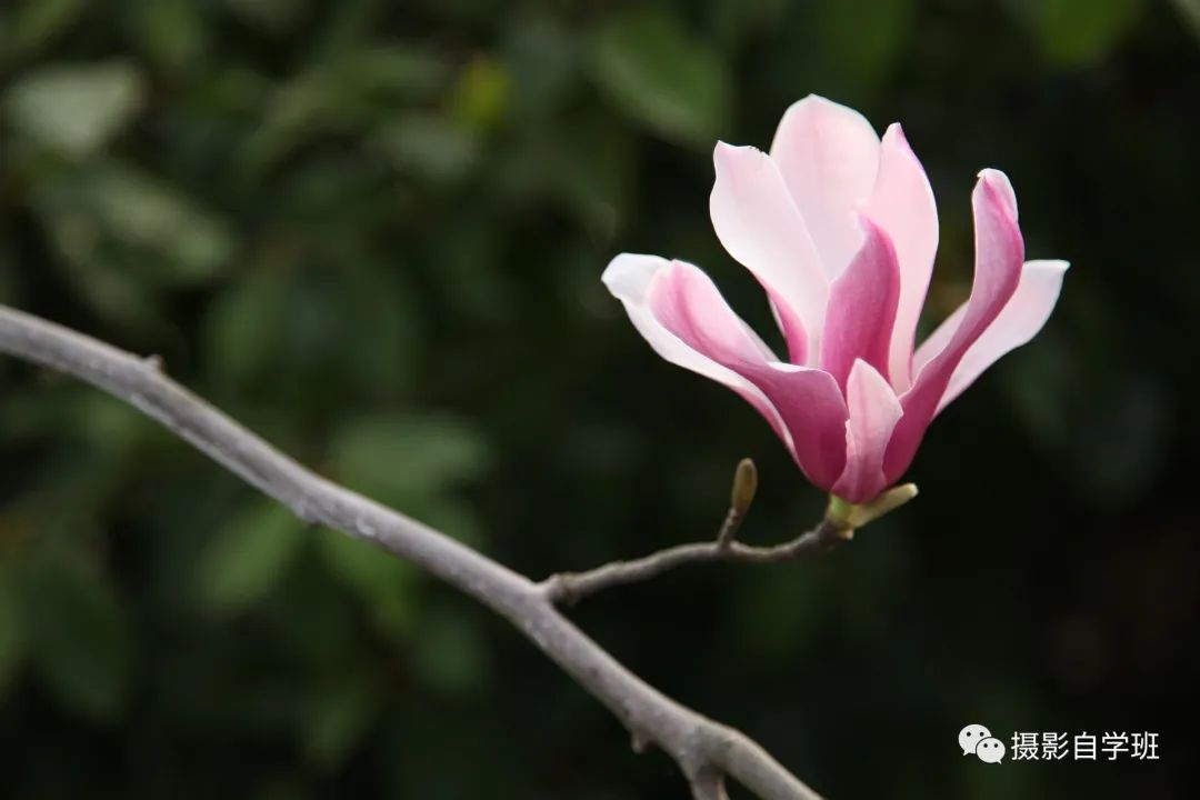 玉兰花开，学这6个玉兰花摄影技巧吧_绅士次元