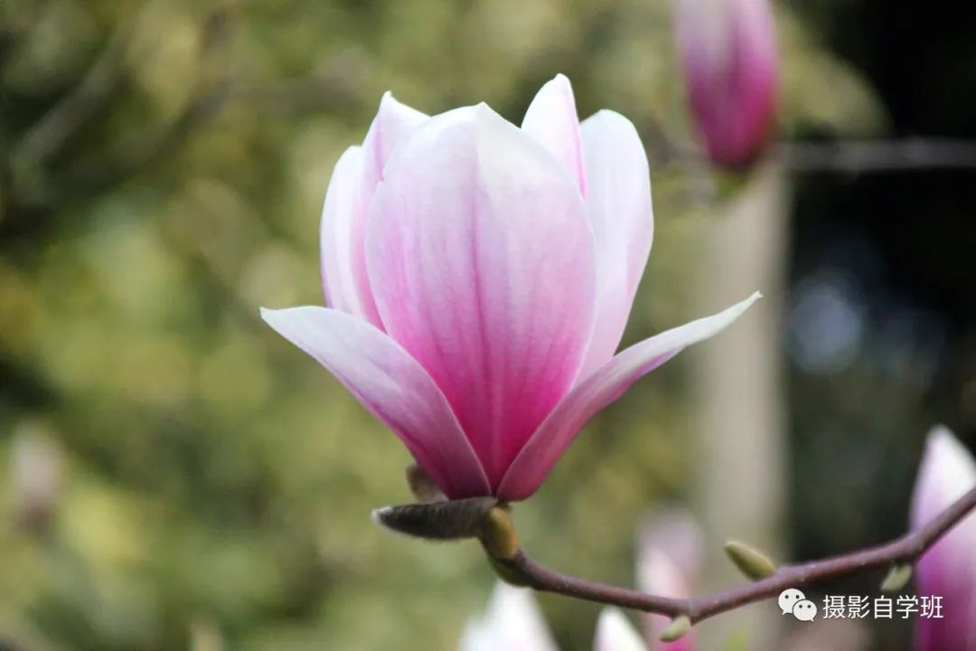 玉兰花开，学这6个玉兰花摄影技巧吧_绅士次元