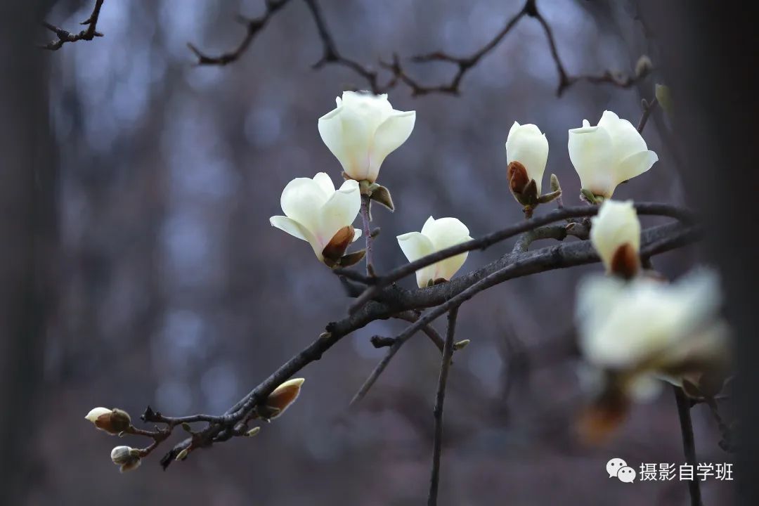 玉兰花开，学这6个玉兰花摄影技巧吧_绅士次元