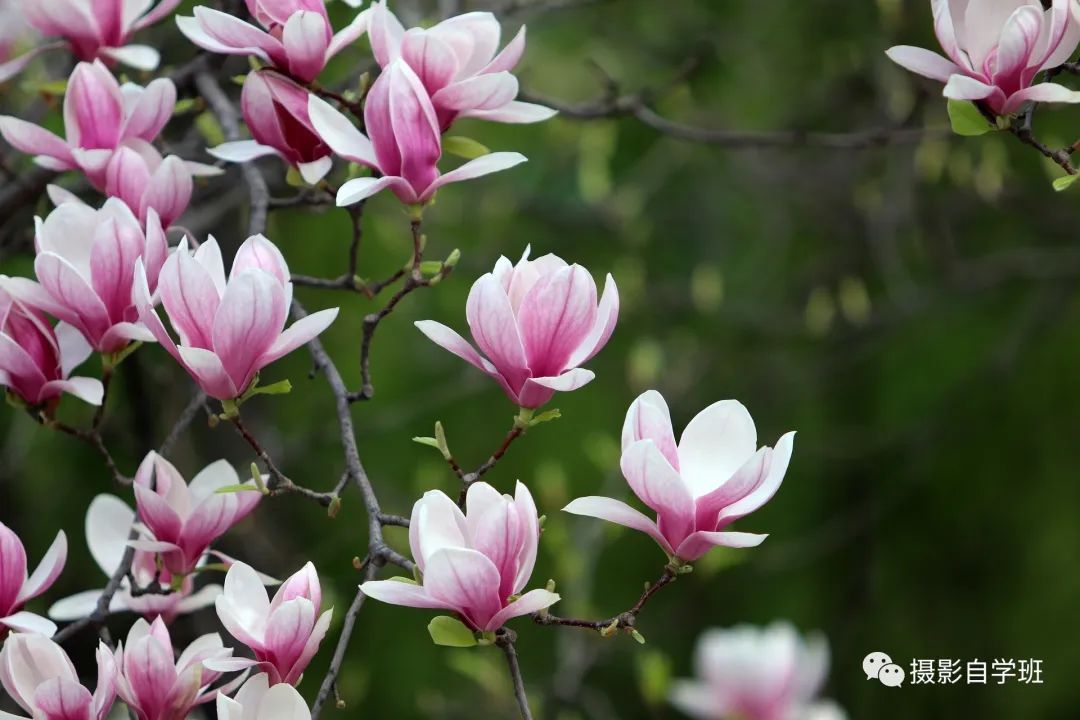 玉兰花开，学这6个玉兰花摄影技巧吧_秀人网摄影