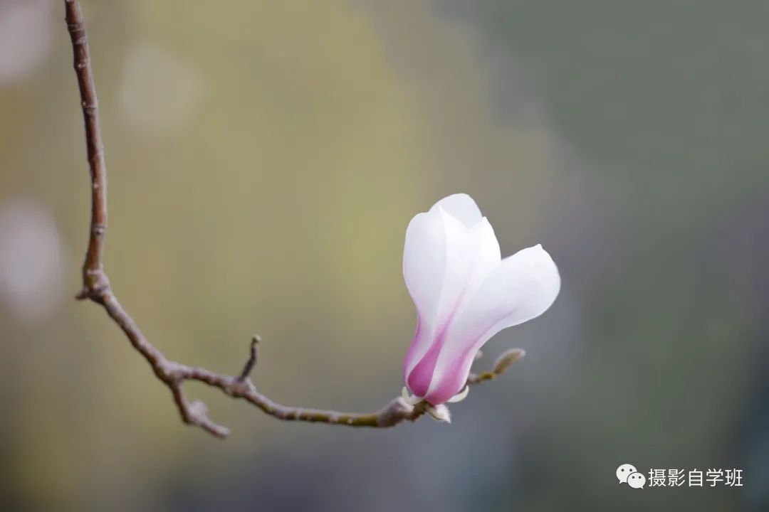 玉兰花开，学这6个玉兰花摄影技巧吧_绅士次元