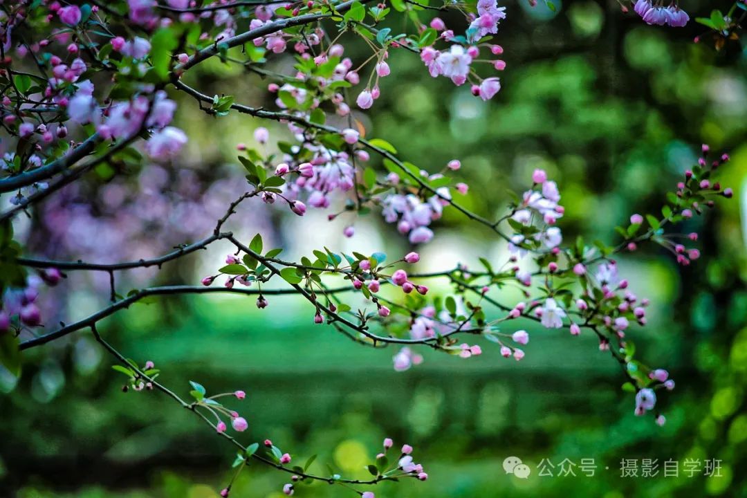 海棠花用手机咋拍，来学这6个摄影技巧，把海棠花拍高级_绅士次元