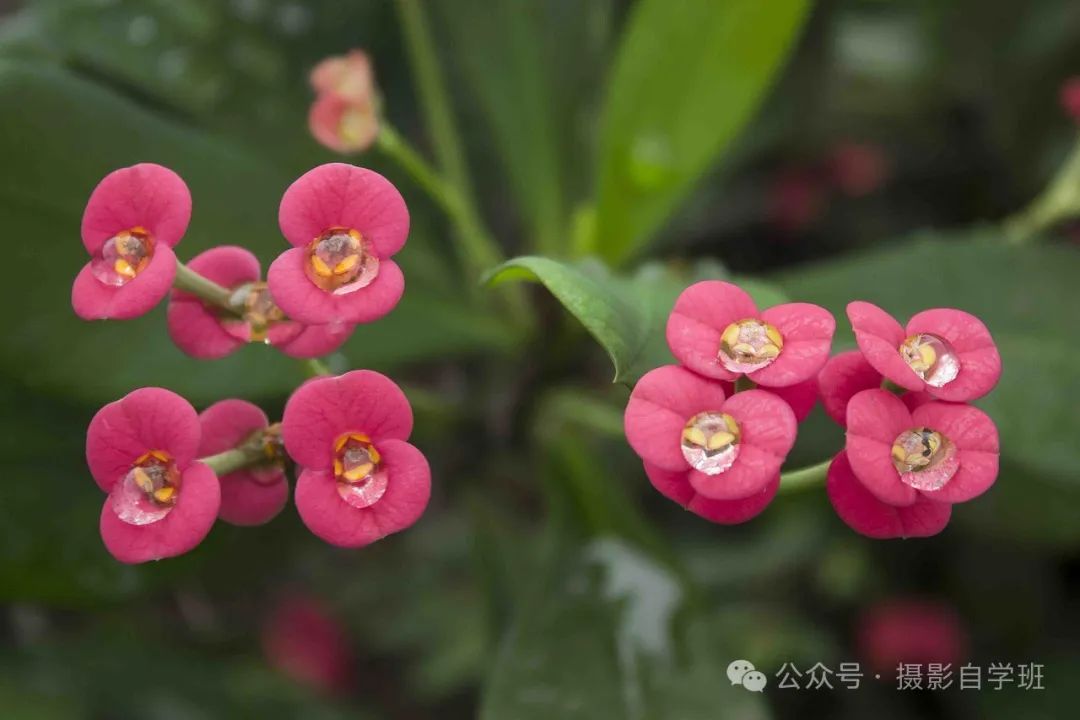 海棠花用手机咋拍，来学这6个摄影技巧，把海棠花拍高级_绅士次元