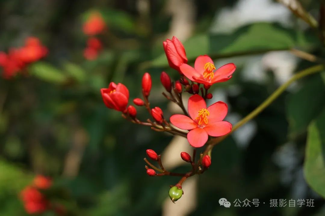 海棠花用手机咋拍，来学这6个摄影技巧，把海棠花拍高级_绅士次元
