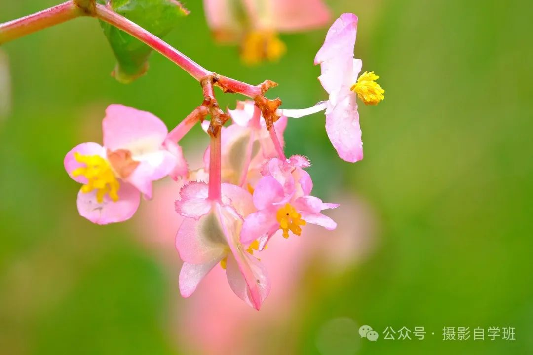 海棠花用手机咋拍，来学这6个摄影技巧，把海棠花拍高级_绅士次元