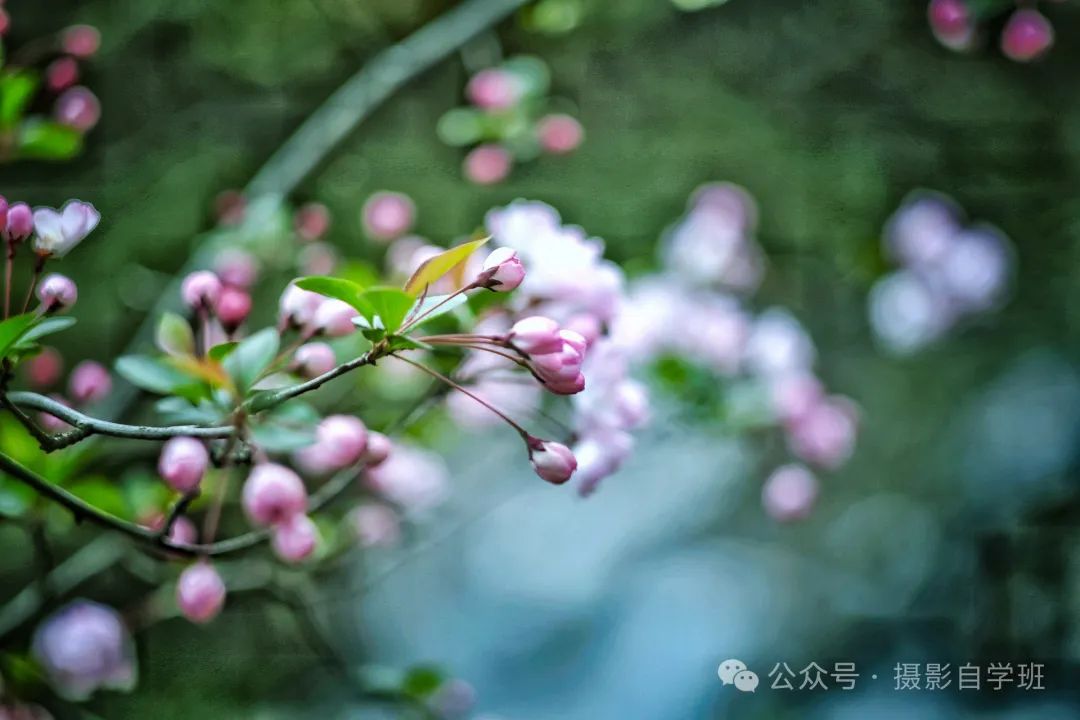 海棠花用手机咋拍，来学这6个摄影技巧，把海棠花拍高级_绅士次元