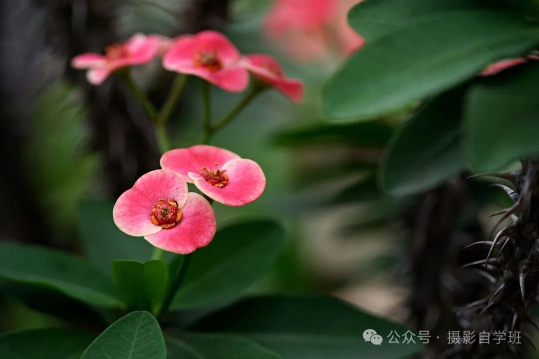 海棠花用手机咋拍，来学这6个摄影技巧，把海棠花拍高级_绅士次元