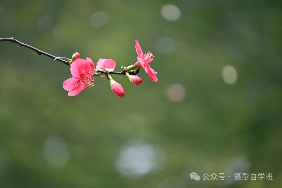 海棠花用手机咋拍，来学这6个摄影技巧，把海棠花拍高级_绅士次元