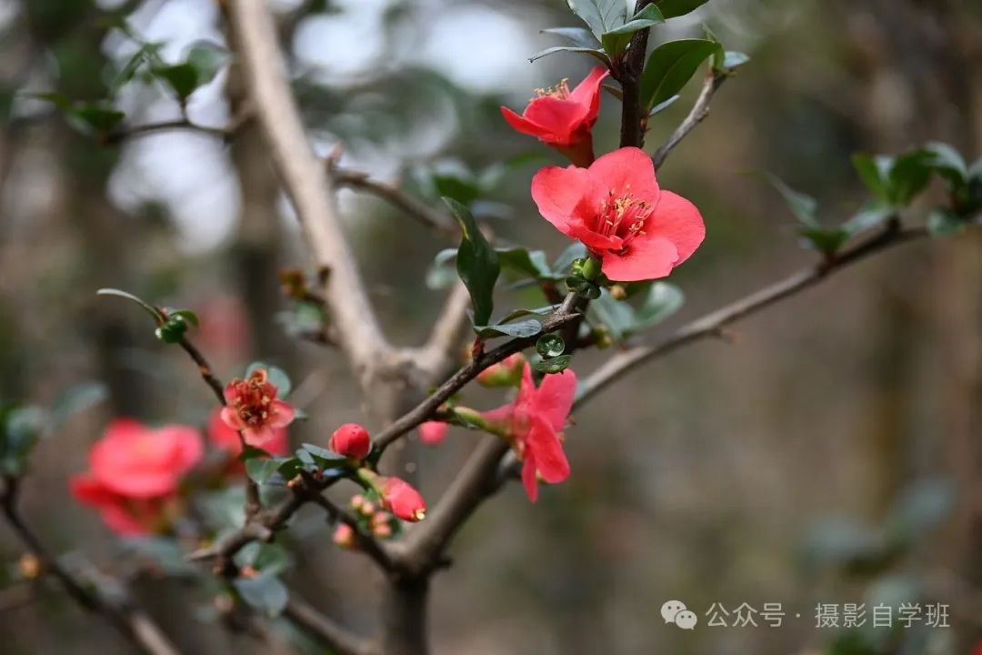 海棠花用手机咋拍，来学这6个摄影技巧，把海棠花拍高级_绅士次元