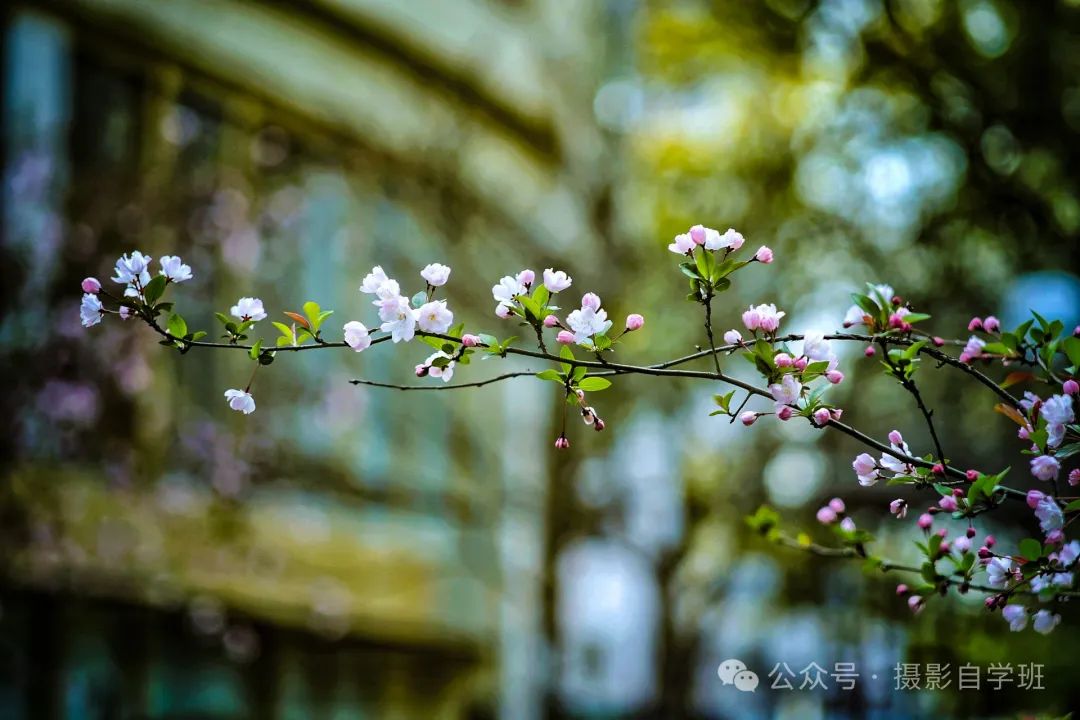 海棠花用手机咋拍，来学这6个摄影技巧，把海棠花拍高级_绅士次元