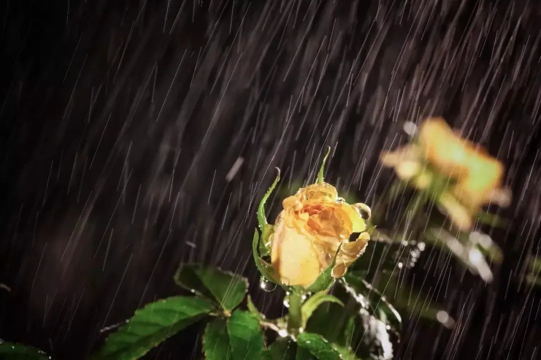 下雨天，5个拍摄技巧营造独特意境感！_绅士次元