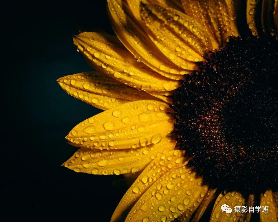7个向日葵摄影技巧，手机和相机都能用_绅士次元