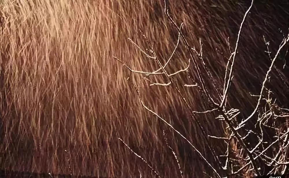 适用于冬季的8个摄影小技巧！_秀人网摄影